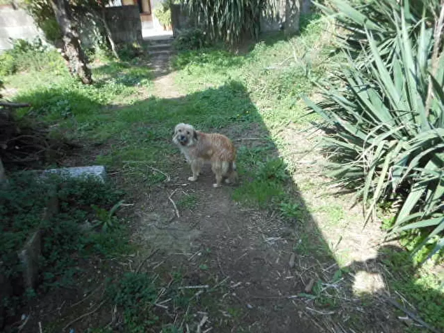 Immagine 4 di Porzione di casa in vendita  a Pietravairano