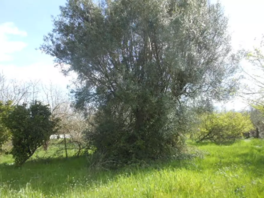Immagine 8 di Casa indipendente in vendita  a Caianello