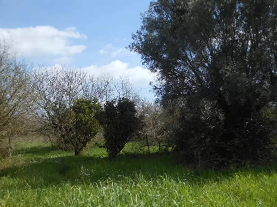 Immagine 9 di Casa indipendente in vendita  a Caianello