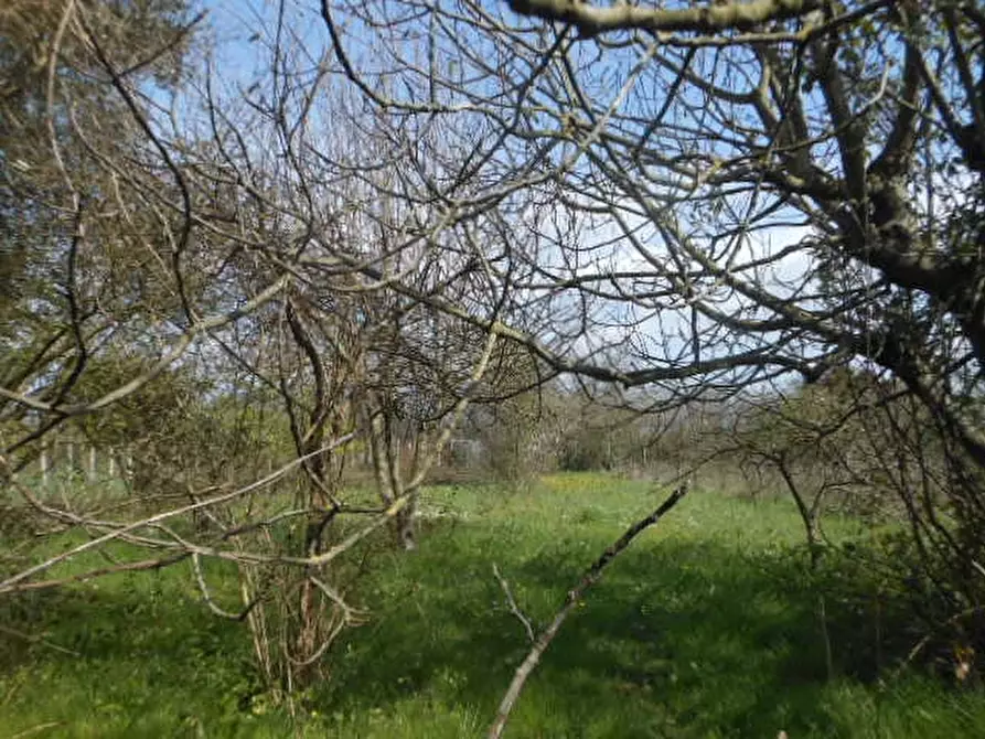 Immagine 13 di Casa indipendente in vendita  a Caianello