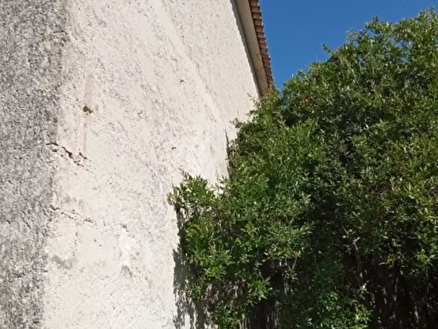 Immagine 6 di Azienda agricola in vendita  in CARATTANO a Gioia Sannitica