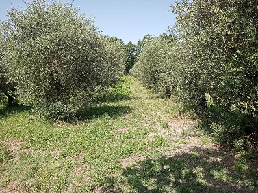 Immagine 2 di Terreno industriale in vendita  in GUAURO a Marzano Appio