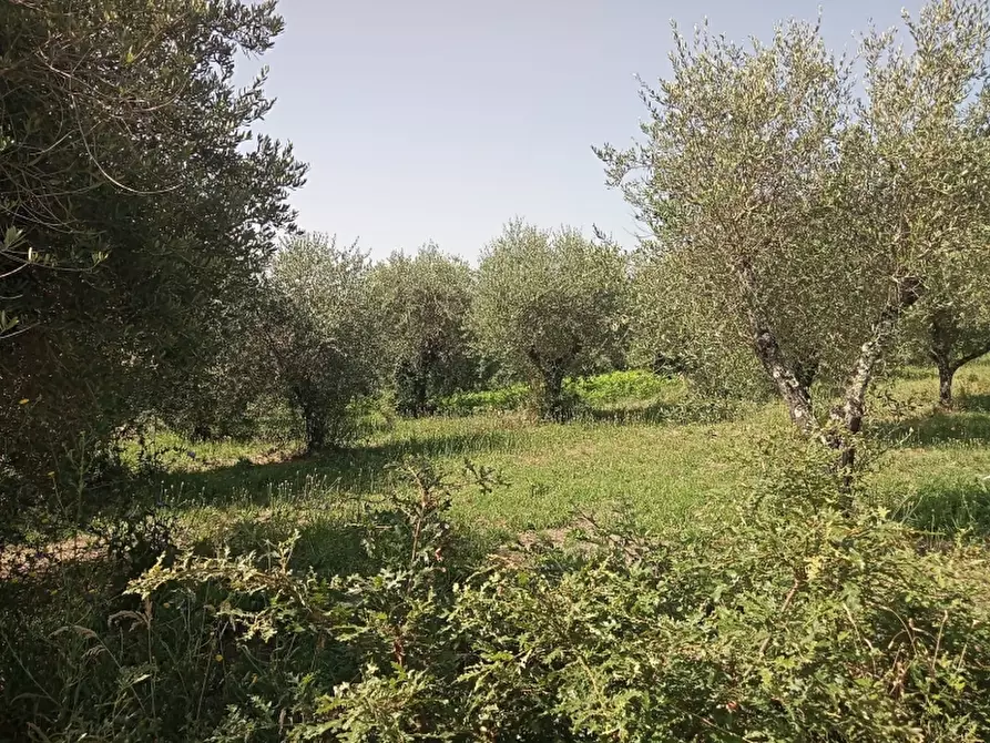 Immagine 4 di Terreno industriale in vendita  in GUAURO a Marzano Appio