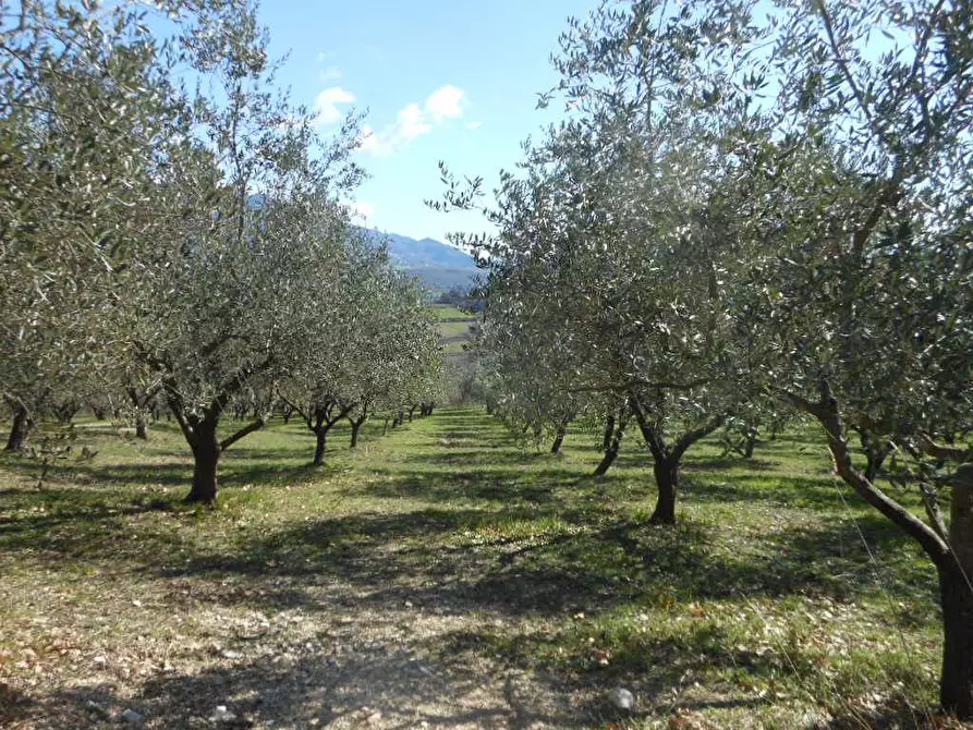 Immagine 5 di Terreno industriale in vendita  in PRATELLA a Pratella