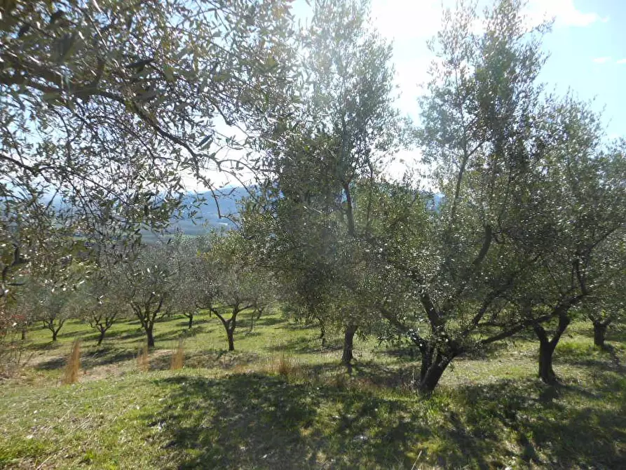 Immagine 7 di Terreno industriale in vendita  in PRATELLA a Pratella