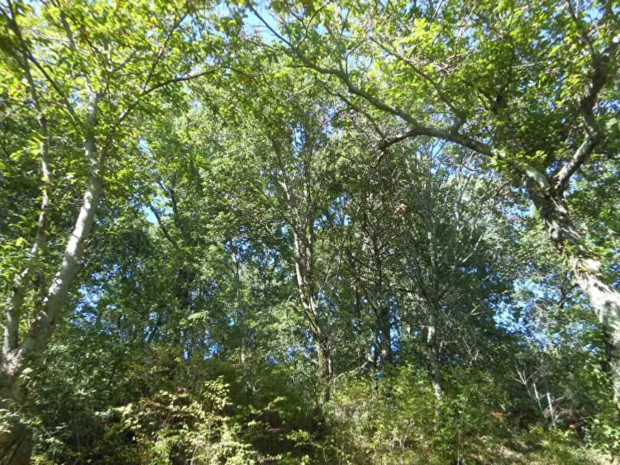 Immagine 2 di Terreno industriale in vendita  in via provinciale a Marzano Appio