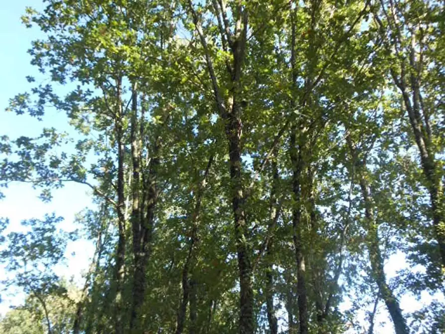 Immagine 3 di Terreno industriale in vendita  in via provinciale a Marzano Appio