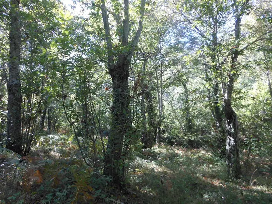 Immagine 4 di Terreno industriale in vendita  in via provinciale a Marzano Appio