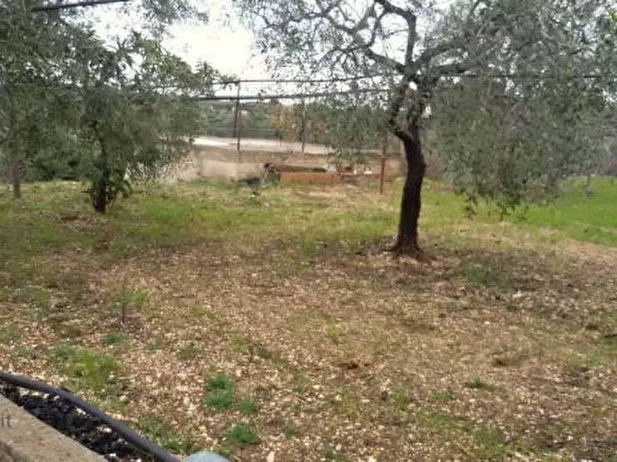 Immagine 3 di Terreno agricolo in vendita  in Contrada Procita a Modugno