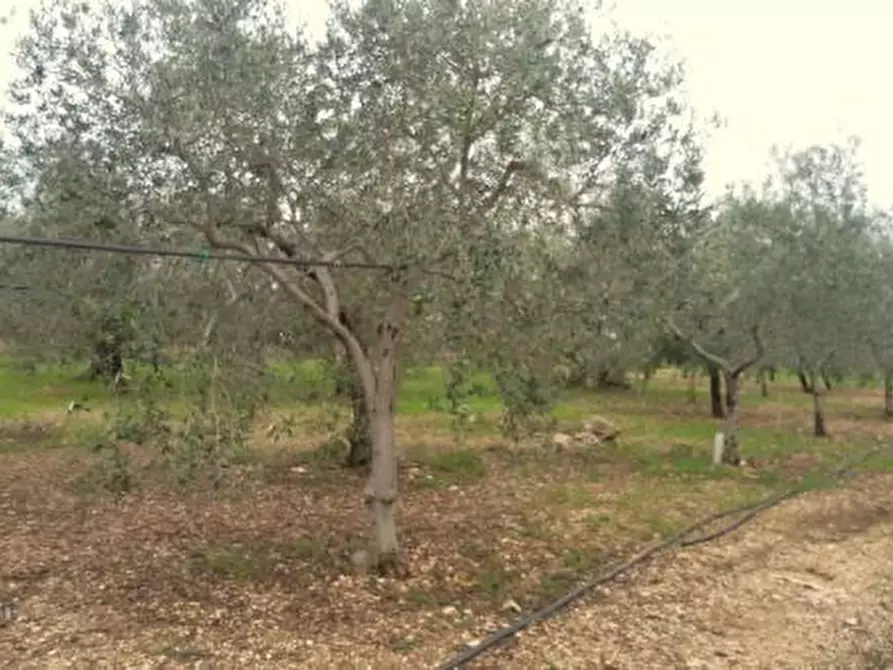 Immagine 4 di Terreno agricolo in vendita  in Contrada Procita a Modugno