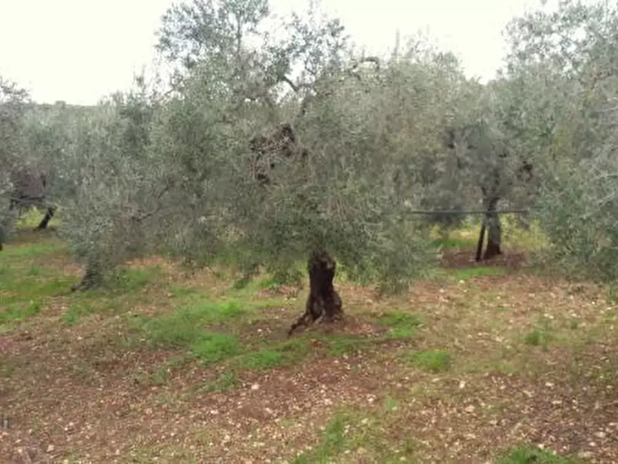 Immagine 5 di Terreno agricolo in vendita  in Contrada Procita a Modugno
