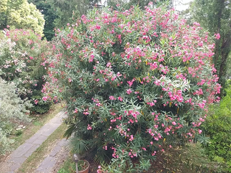 Immagine 16 di Appartamento in vendita  in Via Martiri di S.Anna a Pietrasanta