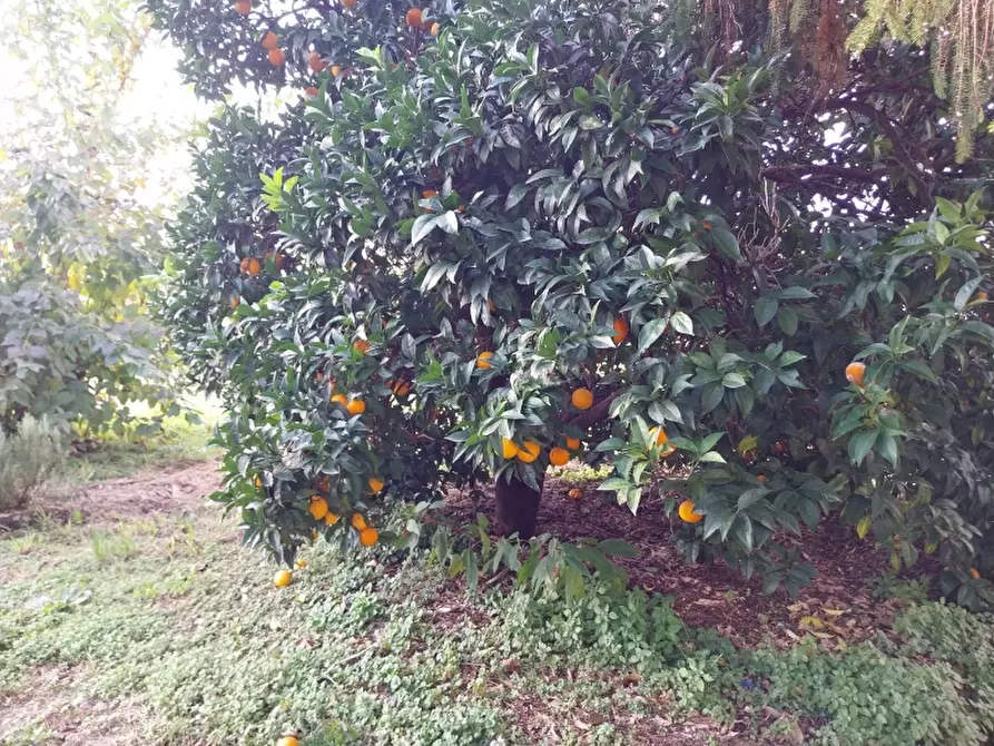 Immagine 18 di Rustico / casale in vendita  in Via Aurelia a Pietrasanta