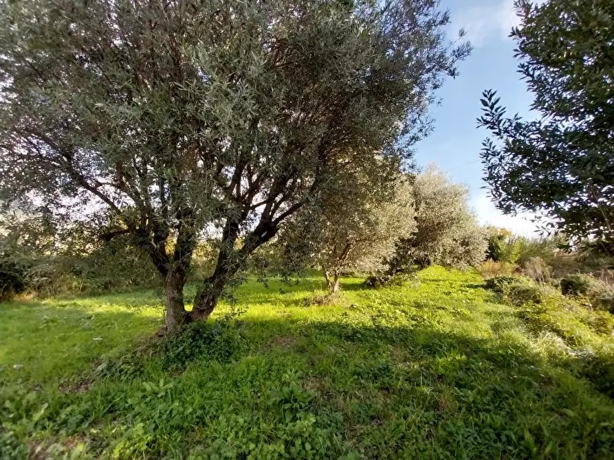 Immagine 4 di Rustico / casale in vendita  in Via Aurelia a Pietrasanta