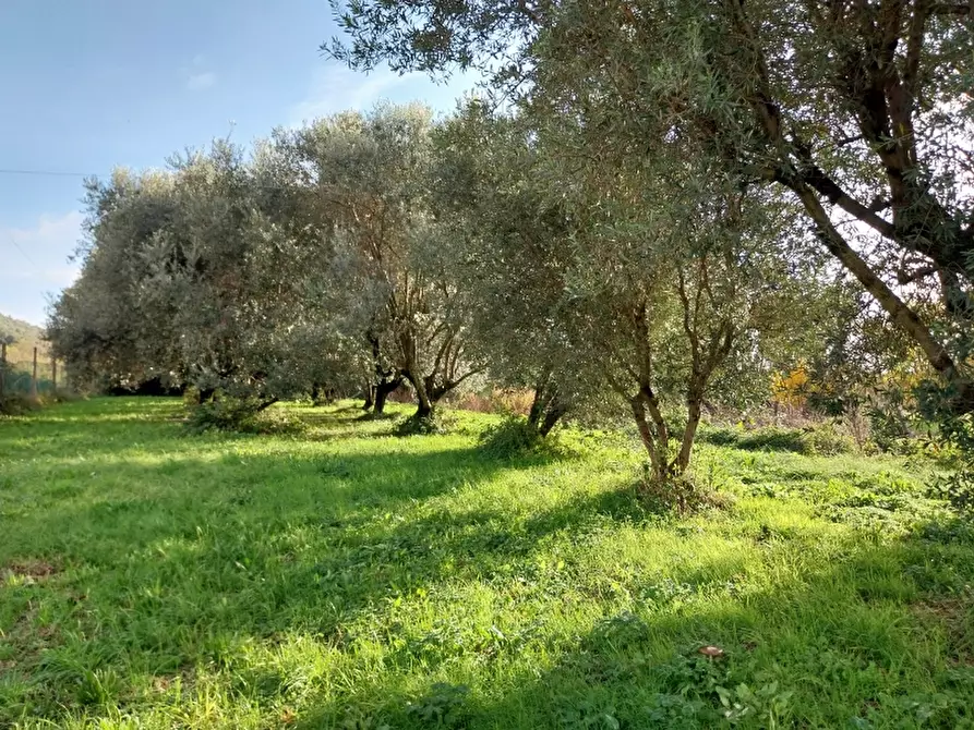 Immagine 6 di Rustico / casale in vendita  in Via Aurelia a Pietrasanta