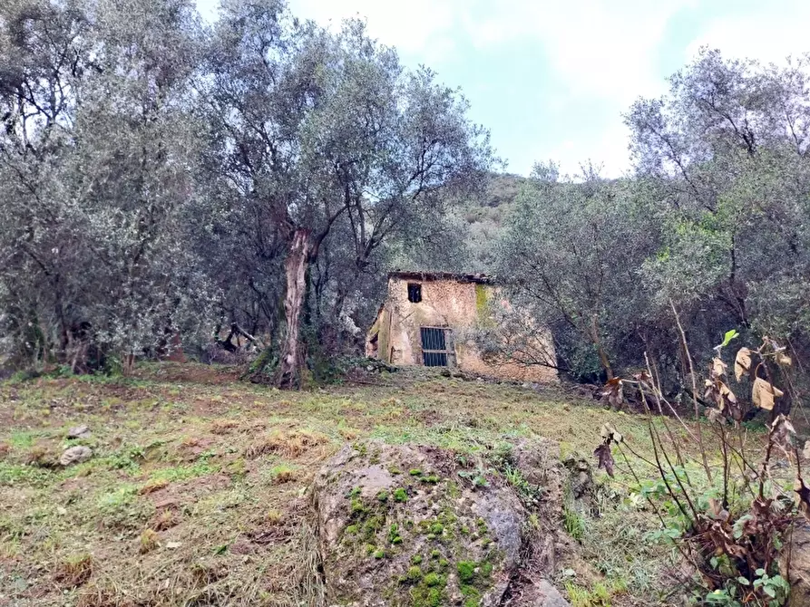 Immagine 5 di Terreno agricolo in vendita  in Via per casoli a Camaiore