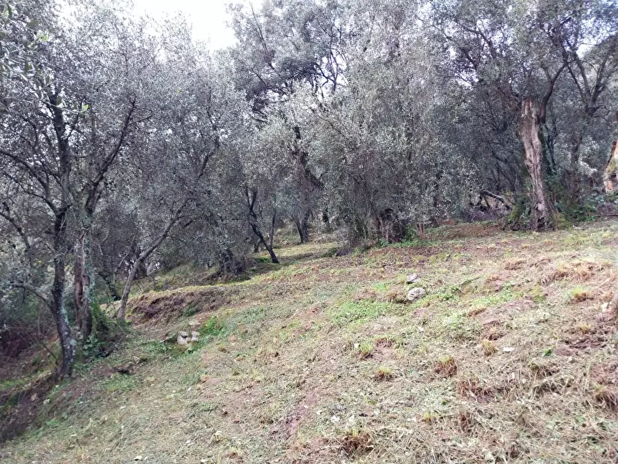 Immagine 6 di Terreno agricolo in vendita  in Via per casoli a Camaiore