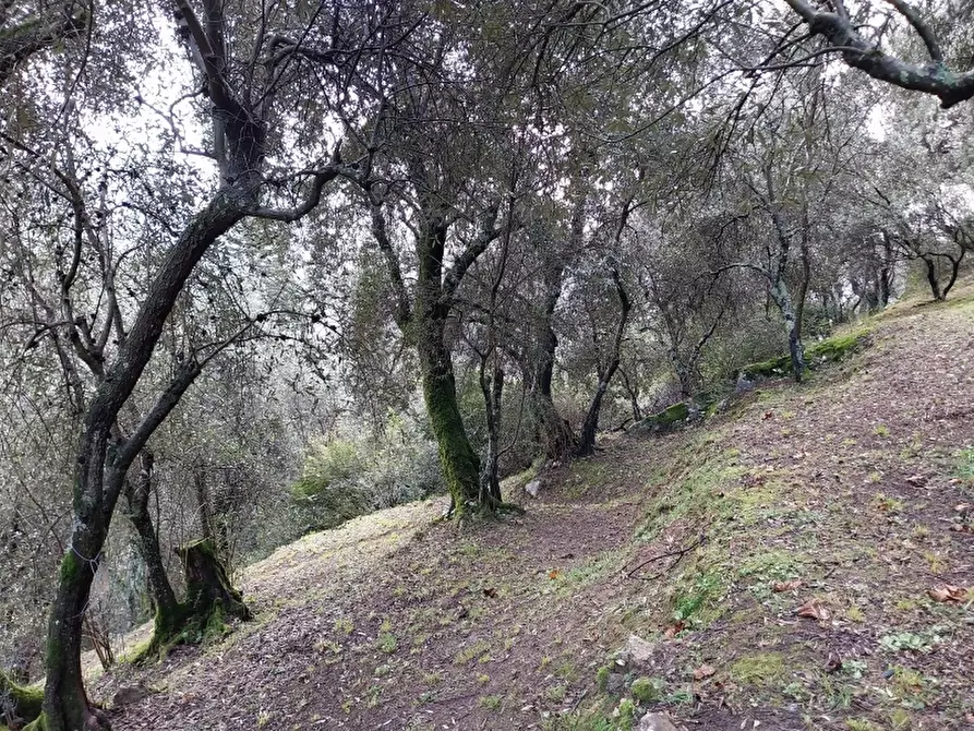 Immagine 7 di Terreno agricolo in vendita  in Via per casoli a Camaiore