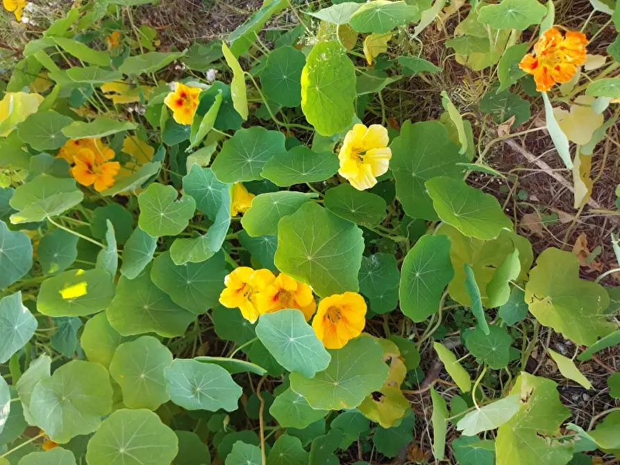 Immagine 7 di Casa indipendente in vendita  in Via Provinciale a Camaiore