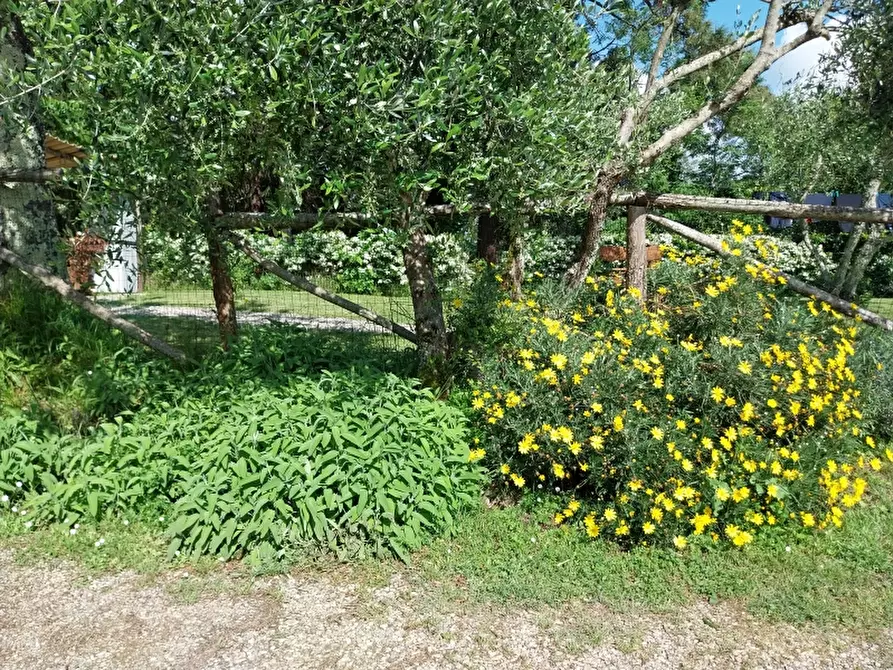Immagine 7 di Casa indipendente in vendita  in Via seimiglia a Camaiore