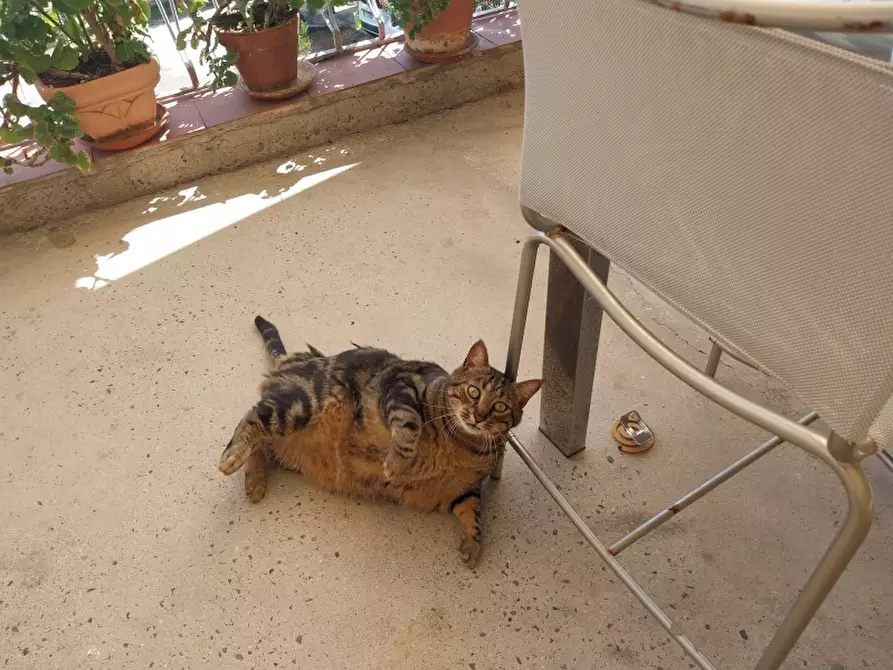 Immagine 22 di Casa indipendente in vendita  in Via carignoni a Camaiore