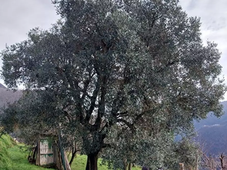 Immagine 9 di Villa in vendita  in Via comunale di retignano 1259 a Stazzema