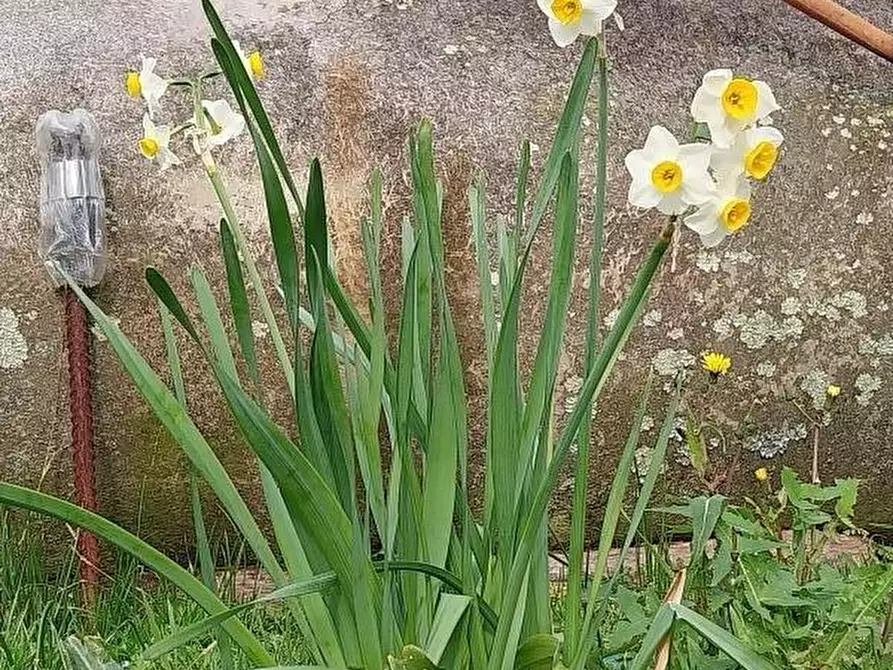 Immagine 11 di Villa in vendita  in Via comunale di retignano 1259 a Stazzema