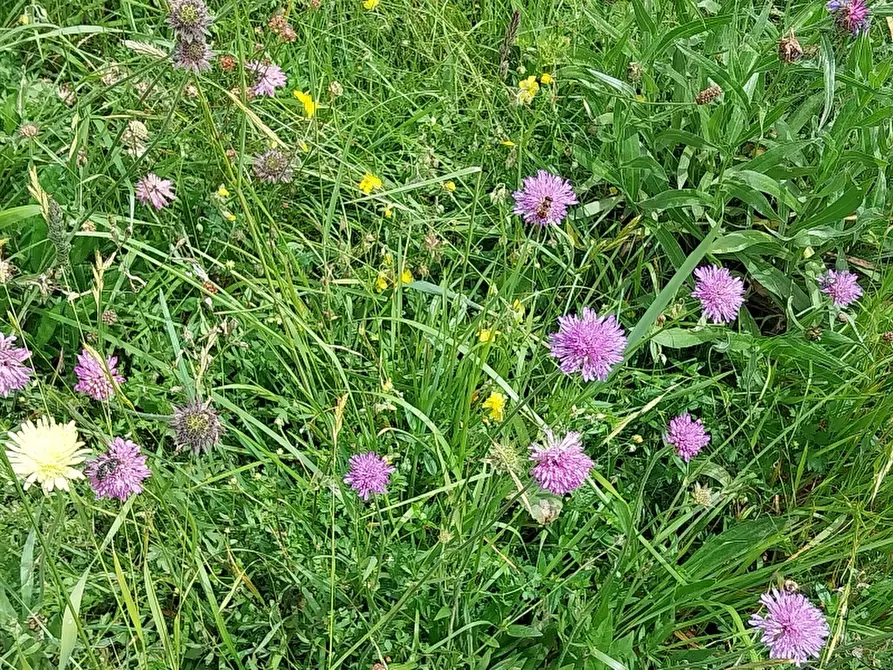 Immagine 10 di Baita in vendita  in via trescolli a Camaiore