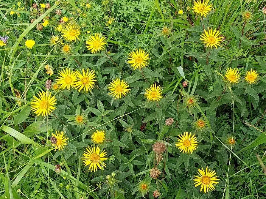 Immagine 8 di Baita in vendita  in via trescolli a Camaiore