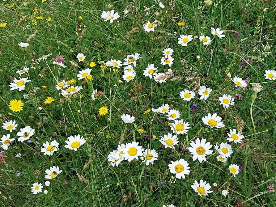Immagine 9 di Baita in vendita  in via trescolli a Camaiore