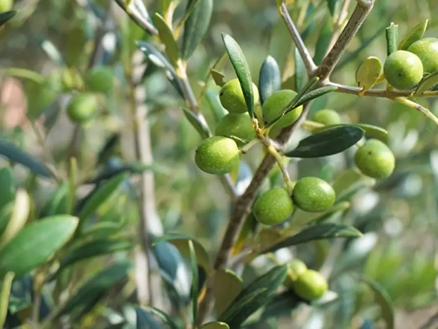 Immagine 4 di Terreno agricolo in vendita  in Via per casoli a Camaiore