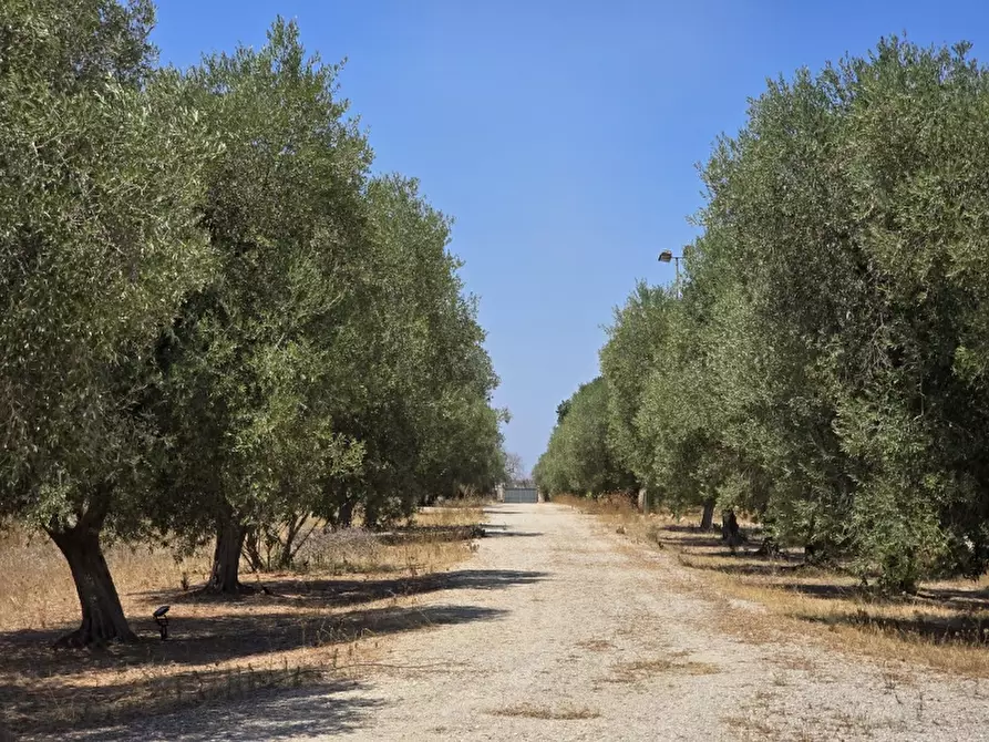 Immagine 1 di Agriturismo in vendita  a Carmiano