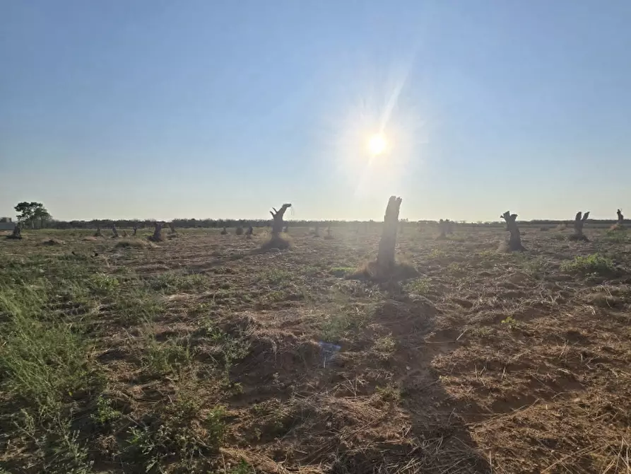 Immagine 4 di Terreno agricolo in vendita  in SP 96 a Squinzano