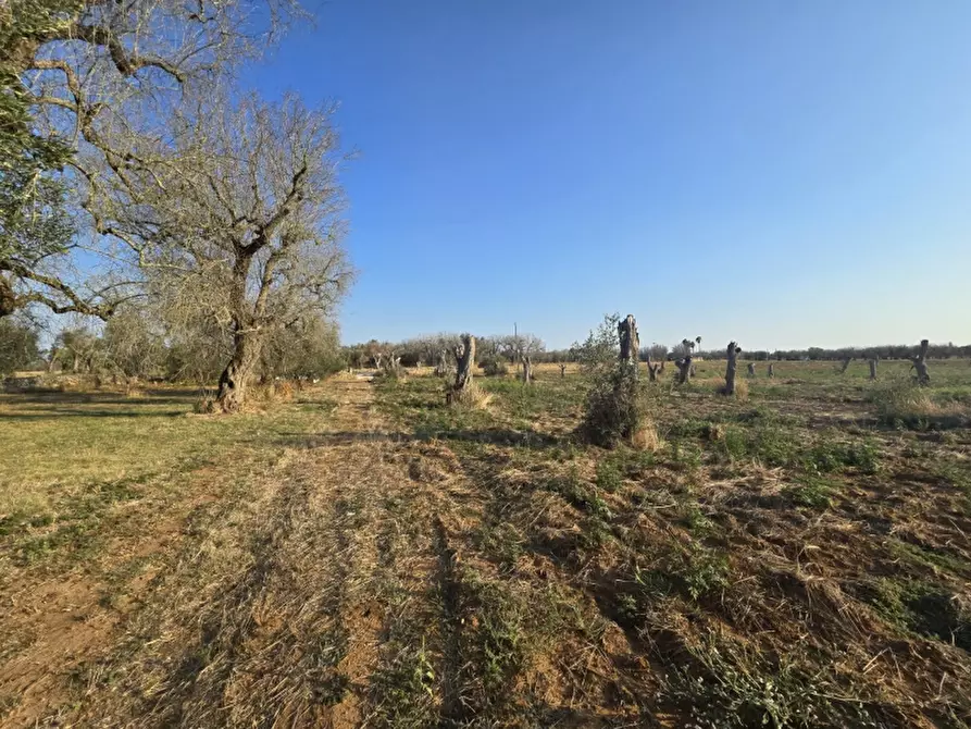 Immagine 7 di Terreno agricolo in vendita  in SP 96 a Squinzano