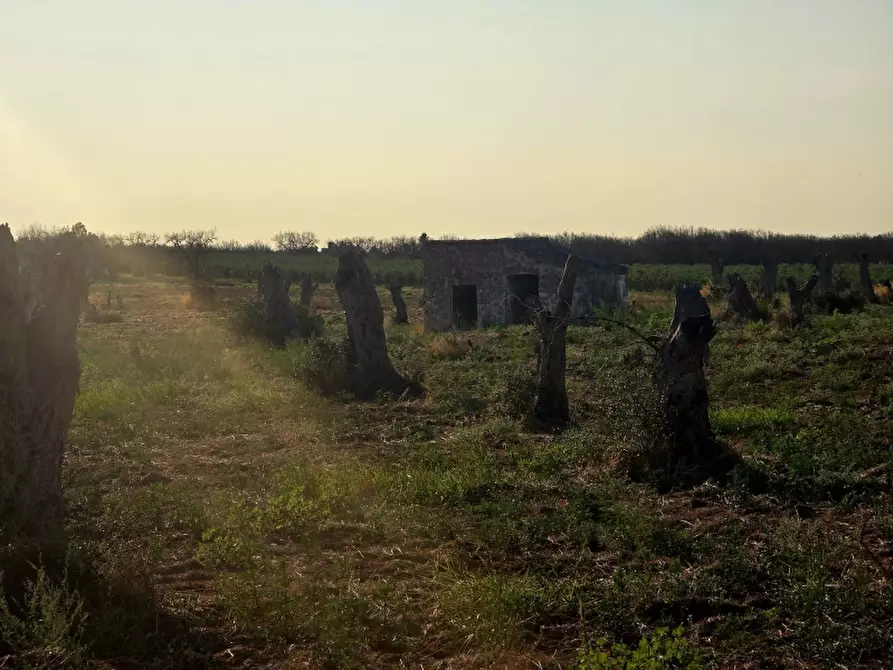 Immagine 9 di Terreno agricolo in vendita  in SP 96 a Squinzano