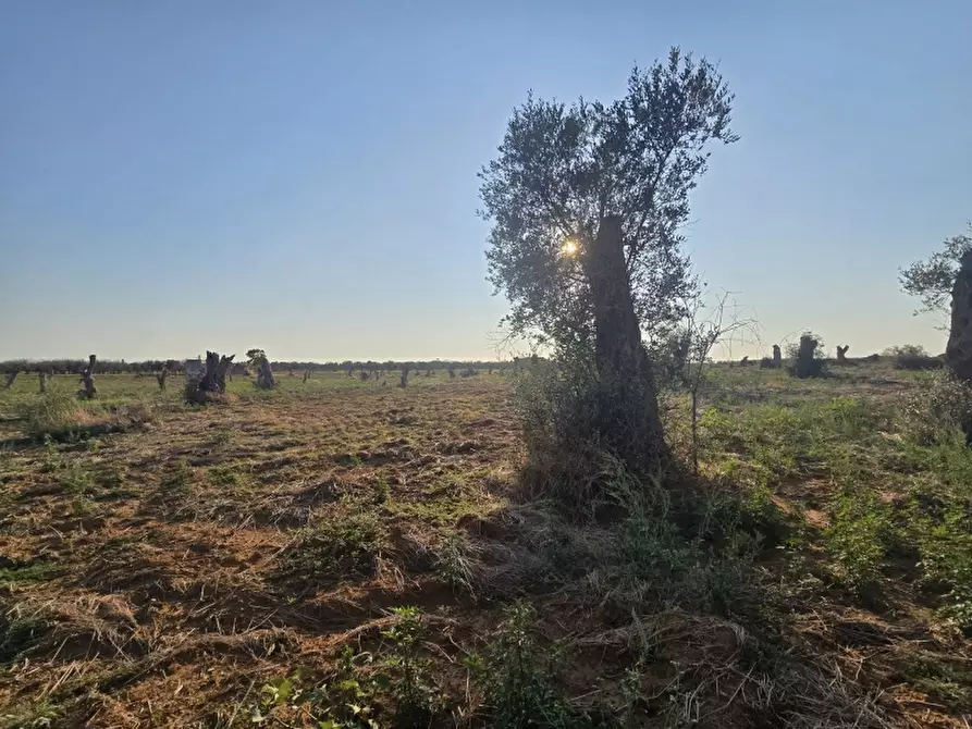 Immagine 2 di Terreno agricolo in vendita  in SP 96 a Squinzano