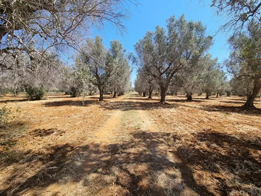 Immagine 19 di Rustico / casale in vendita  a Squinzano