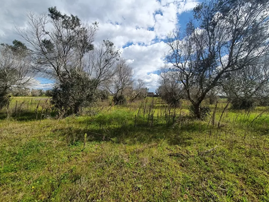 Immagine 6 di Masseria in vendita  in Contrada Occhiazzi a Ruffano