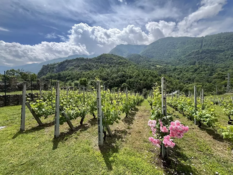 Immagine 6 di Azienda agricola in vendita  in REGIONE COLFACERO 3 a Gravere
