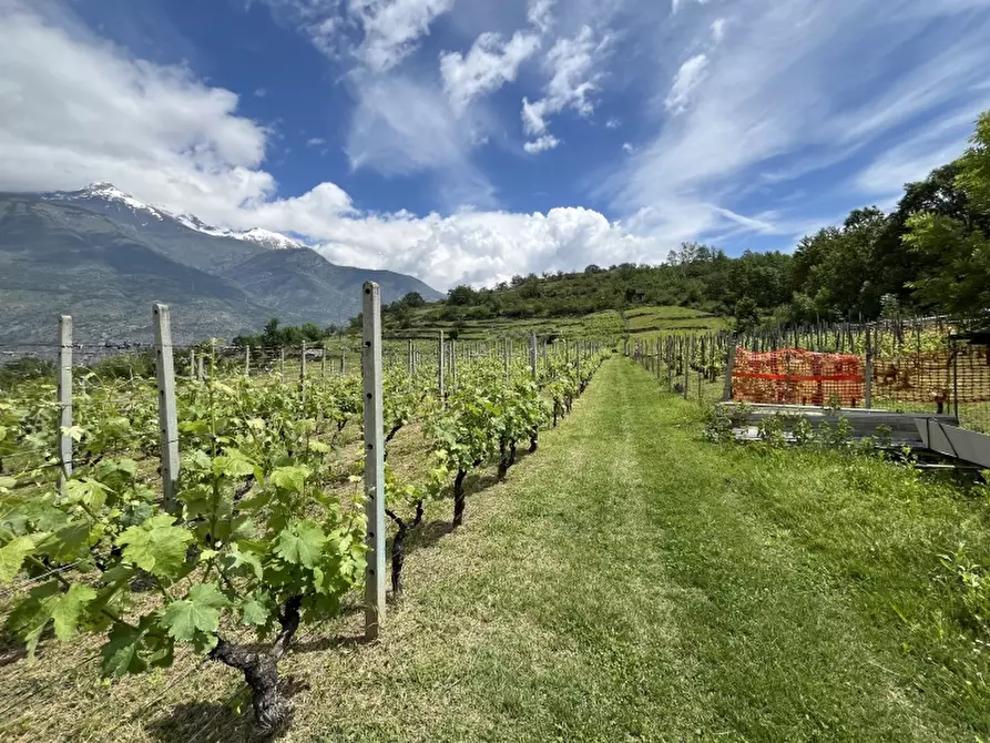 Immagine 9 di Azienda agricola in vendita  in REGIONE COLFACERO 3 a Gravere