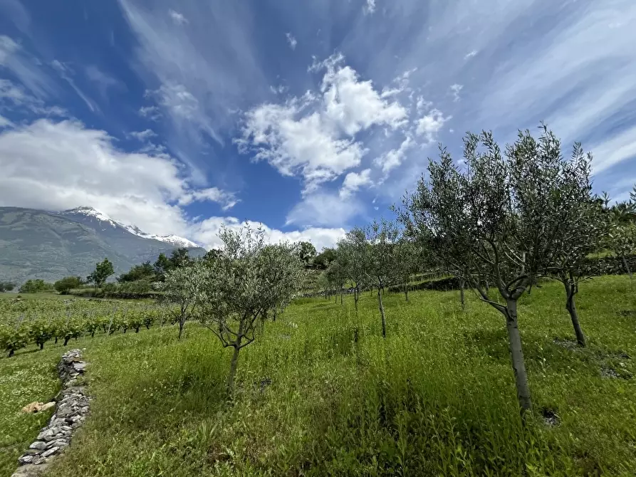 Immagine 10 di Azienda agricola in vendita  in REGIONE COLFACERO 3 a Gravere