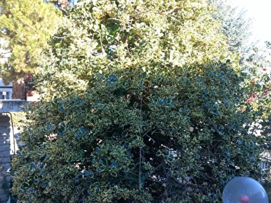 Immagine 10 di Villa in vendita  a Baldissero Torinese