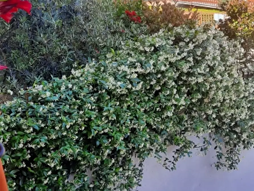 Immagine 20 di Villetta a schiera in vendita  in Via Cecchetti a Città Della Pieve