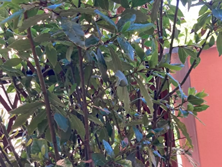 Immagine 15 di Appartamento in vendita  in Via Garibaldi a Magione
