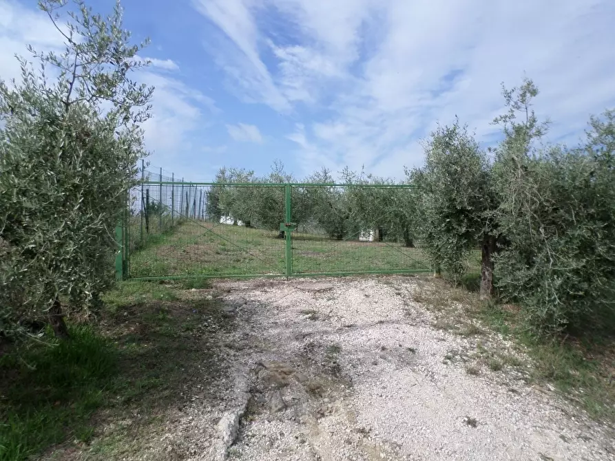 Immagine 4 di Terreno agricolo in vendita  in Via dei Molini a Magione