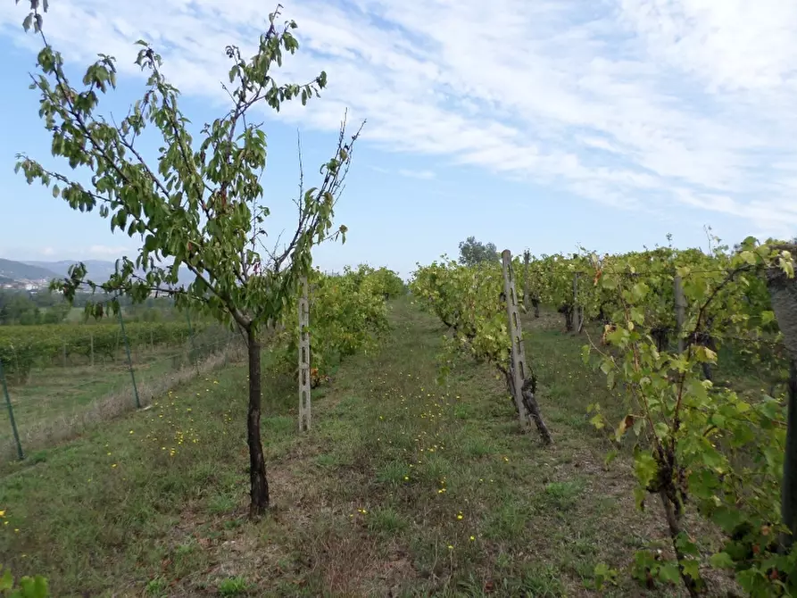Immagine 5 di Terreno agricolo in vendita  in Via dei Molini a Magione