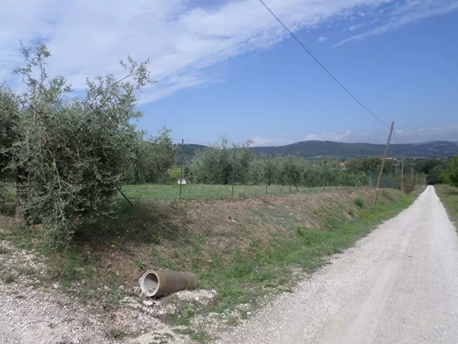 Immagine 6 di Terreno agricolo in vendita  in Via dei Molini a Magione