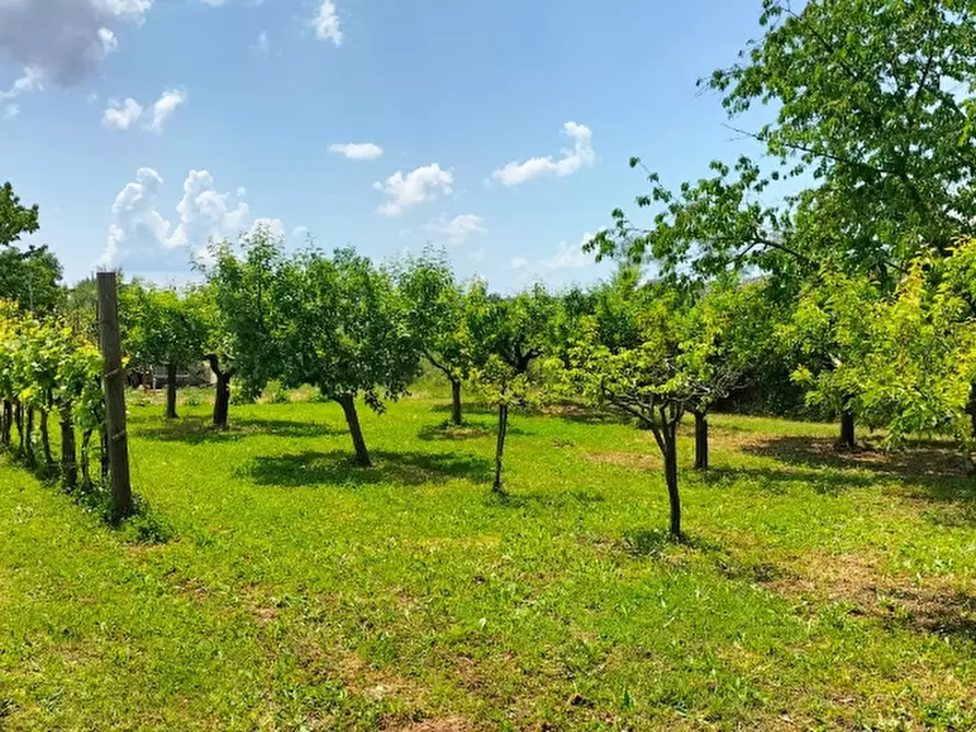 Immagine 1 di Terreno agricolo in vendita  in Via della Rondolina a Magione