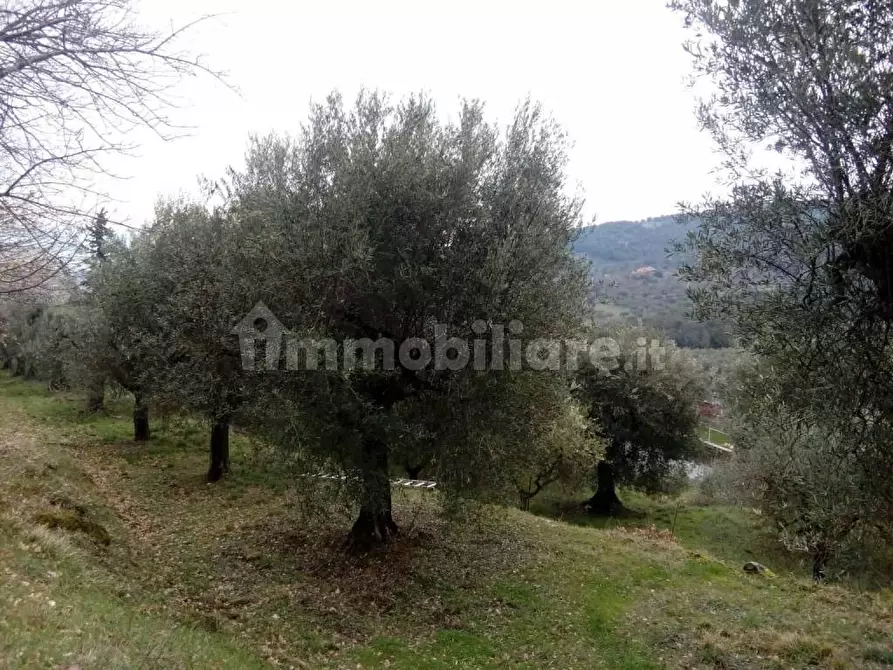 Immagine 2 di Terreno agricolo in vendita  in Via del Lavoro-Sant'Arcangelo a Magione