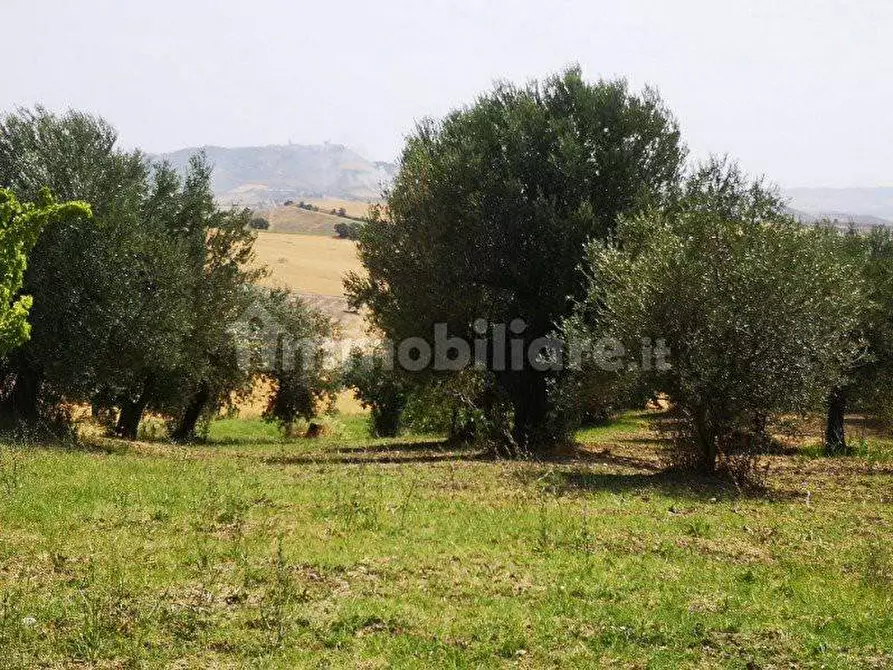 Immagine 2 di Terreno agricolo in vendita  in Vocabolo Case Sparse-Casenuove a Magione